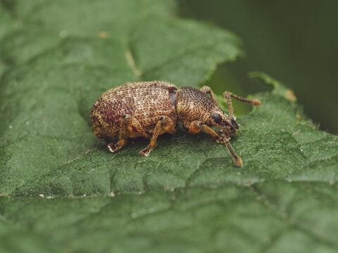 A single Clay-coloured Weevil on a leaf (Otiorhynchus singularis)