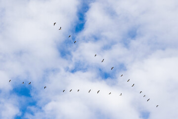 Flock of geese flying in V formation heading south