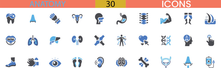 Collection of medical and anatomical icons representing human body parts and health concepts vector