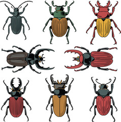 Collection of Illustrated Beetles Stag Beetles, Scarab Beetles, and Ground Beetles Insect Designs