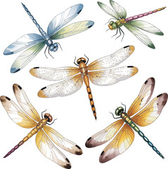 Colorful Dragonfly Illustration Featuring Blue, Green, Orange, and Yellow Dragonflies on White Background