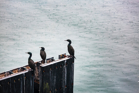 Commorants on ferry dock with rain on water in background, San Juan Islands, WA USA
