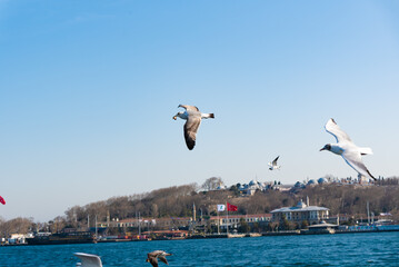 seagull over bosphorus strait in istanbul T&uuml;rkiye