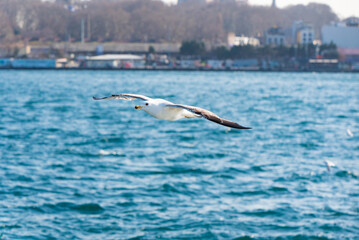 seagull over bosphorus strait in istanbul Türkiye