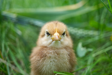 This adorable chick gives a grumpy stare from the green grass in this close-up portrait.