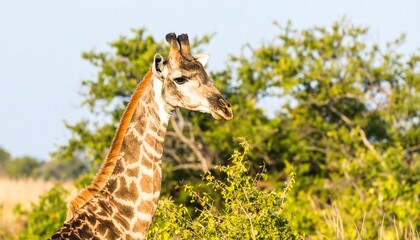 Obraz premium A young giraffe, with its distinctive spotted coat, gazes out into the savanna's natural surroundings.
