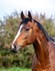 Obraz premium Chestnut Horse Portrait, Autumn Field