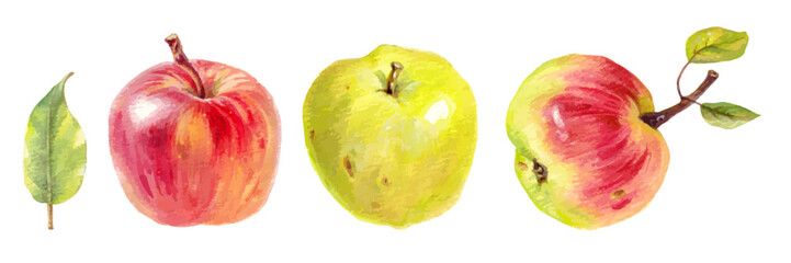 Watercolor apples and leaf isolated on white background. Hand-painted red and yellow fruits with branch and foliage. Autumn harvest illustration.
