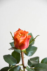 オレンジ色のバラ
