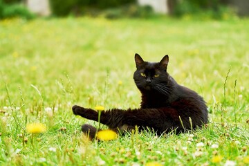 Obraz premium Black cat with green eyes resting on lawn