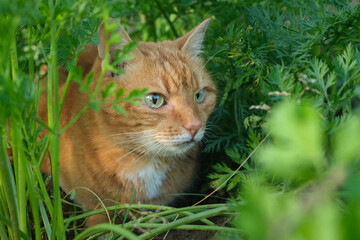 Beautiful ginger cat sits in a bed of carrots and hunts from hiding in autumn summer day