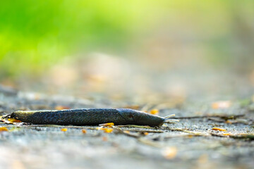 Mitten auf dem Weg zieht diese Nacktschnecke ihre glitzernde Spur – und erinnert uns daran, dass es im Leben nicht immer um Geschwindigkeit geht.