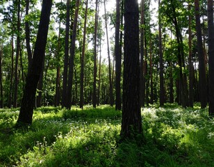 Obraz premium Sunlight filtering through a dense forest