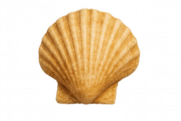 Close-up view revealing delicate seashell texture, highlighting organic curves and subtle color gradations against transparent backdrop