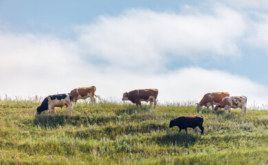 A herd of cows are grazing on a grassy hill