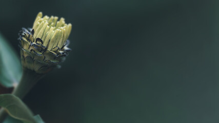 Chrysanthemum bud with blur green background 16x9 with place for text macro