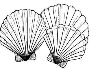 Three detailed scallop shells in a black and white line drawing