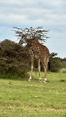South African Giraffe (Giraffa giraffa giraffa) or Cape giraffe searching for water and food on the savanna in Kruger National Park in South Africa