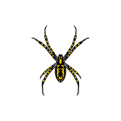black and yellow spider seen from above vector illustration