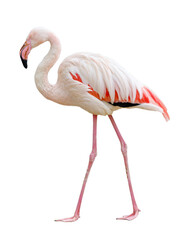 A flamingo is walking on a white background