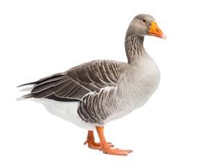 Fototapeta premium Realistic Goose PNG – Full-Body Bird Isolated on White Background