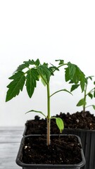 Young tomato plants in small black pots against a white background