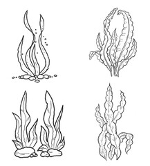 seaweed drawing illustrations design for templates.