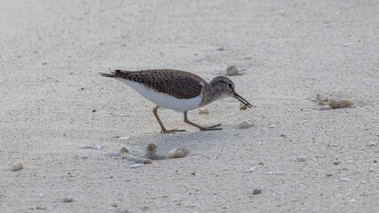 Common sandpiper on the beach eating a small crustacean for breakfast.