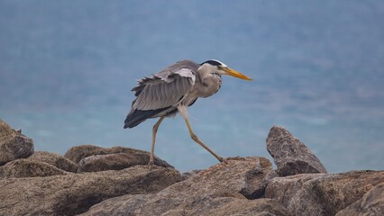 Grey heron on the lookout.