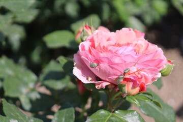 Fototapeta premium beetles eating pink rose petals