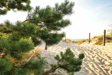 Wydmy. Morze bałtyckie. trawa. Las. Słowiński Park Narodowy. Sosna © Bluku