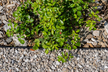Zoom sur un jardin moderne avec un chemin de petits cailloux blancs, entouré de plantes vertes et d’écorces décoratives.