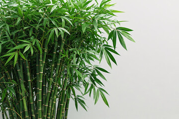Fototapeta premium Bamboo plant grows tall against a white wall, showcasing vibrant green leaves and textured stalks in a minimalist, zenlike setting.