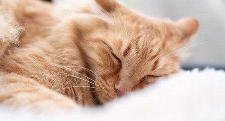 窓辺で眠る可愛い猫　茶トラ猫	