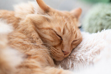 窓辺で眠る可愛い猫　茶トラ猫	