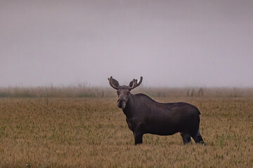 elk in the wild