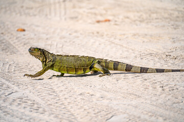Green Iguana Walking on Miami Beach
