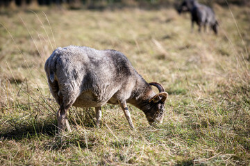 Sheep grazing in the field