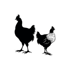 Two chickens standing, one in complete black silhouette, against a white background