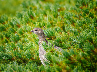 高山のハイマツに佇むライチョウの姿
