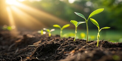 Young green seedlings growing in rich soil under warm sunlight rays