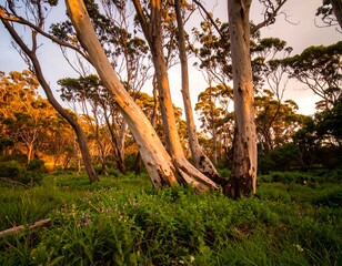 Sunlight filtering through eucalyptus forest at dawn