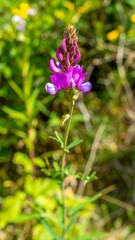 Vibrant purple flower with slender stem, standing tall amongst green foliage