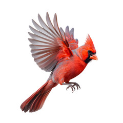 Fototapeta premium Vibrant northern cardinal soaring, its wings spread wide in flight, perfect for nature designs