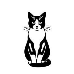 black and white cat