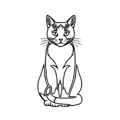 black cat with white background