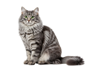 Majestic maine coon cat sitting proudly isolated on transparent background