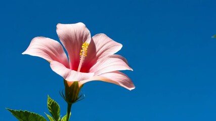 A single peach hibiscus flower bud opening against a clear blue sky on a sunny day, showcasing its delicate petals and vibrant color