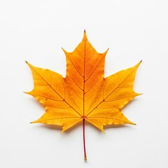 Obraz premium Vibrant Autumn Maple Leaf on White Background: Perfect for Fall, Seasonal, and Nature Designs