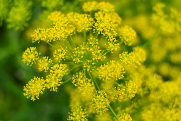 Dill flowers in full bloom closeup